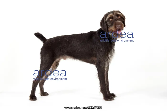 : Dog. German Wire-Haired Pointer : Dog. German Wire-Haired Pointer