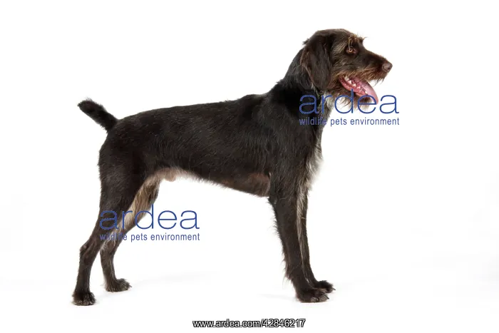 : Dog. German Wire-Haired Pointer : Dog. German Wire-Haired Pointer