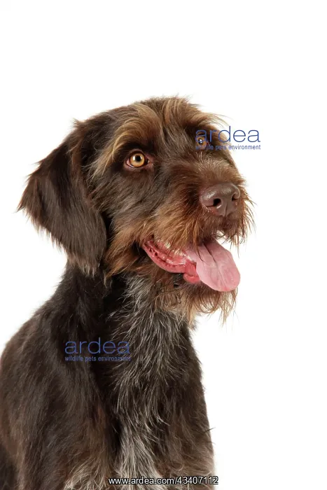 : Dog. German Wire-Haired Pointer : Dog. German Wire-Haired Pointer