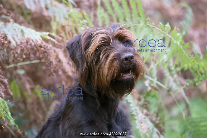  : Dog German Wire-haired Pointer in autumn woodland