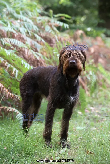  : Dog German Wire-haired Pointer in autumn woodland