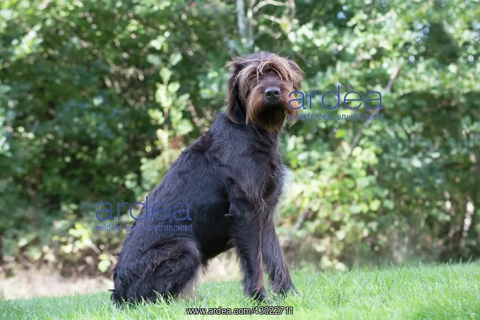  : Dog German Wire-haired Pointer in autumn woodland