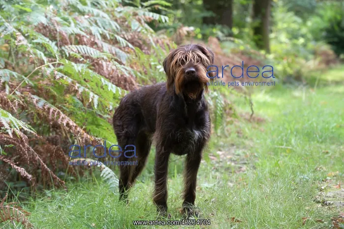  : Dog German Wire-haired Pointer in autumn woodland