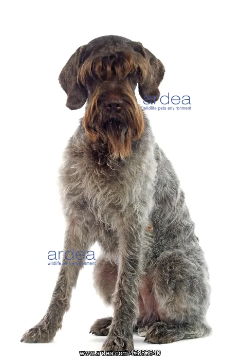 : Dog - German Wire-haired pointer / Griffon Korthals : Dog - German Wire-haired pointer / Griffon Korthals