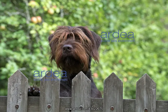 : Dog German Wire-haired Pointer looking over a gate, autumn : Dog German Wire-haired Pointer looking over a gate, autumn