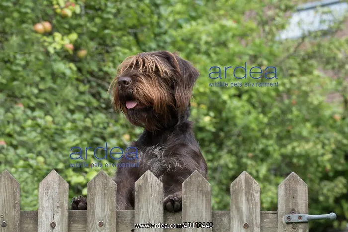 : Dog German Wire-haired Pointer looking over a gate, autumn : Dog German Wire-haired Pointer looking over a gate, autumn