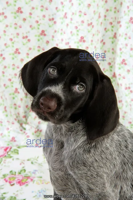 : Dog. German Wire-Haired Pointer puppy (8 weeks old) : Dog. German Wire-Haired Pointer puppy (8 weeks old)