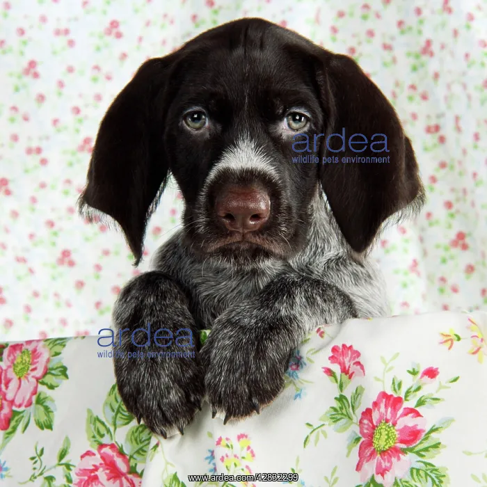 : Dog. German Wire-Haired Pointer puppy (8 weeks old) : Dog. German Wire-Haired Pointer puppy (8 weeks old)