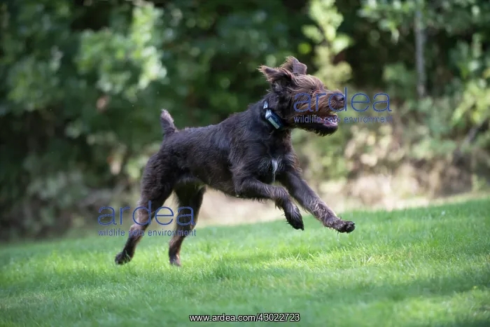  : Dog German Wire-haired Pointer running