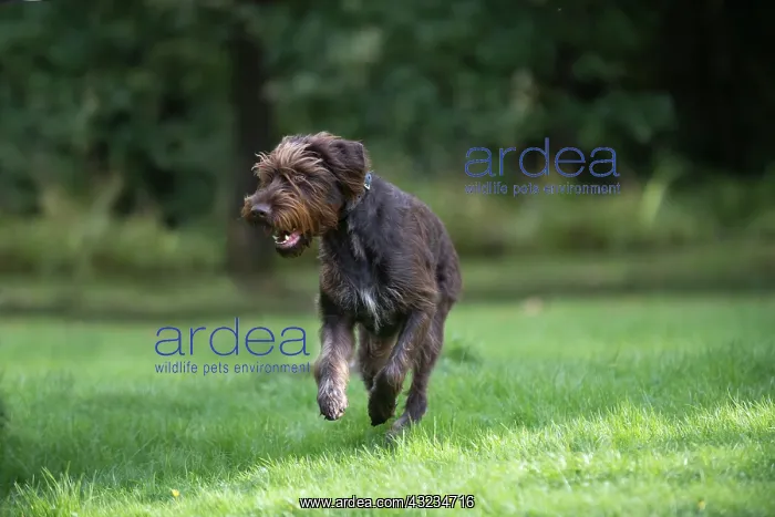 : Dog German Wire-haired Pointer running