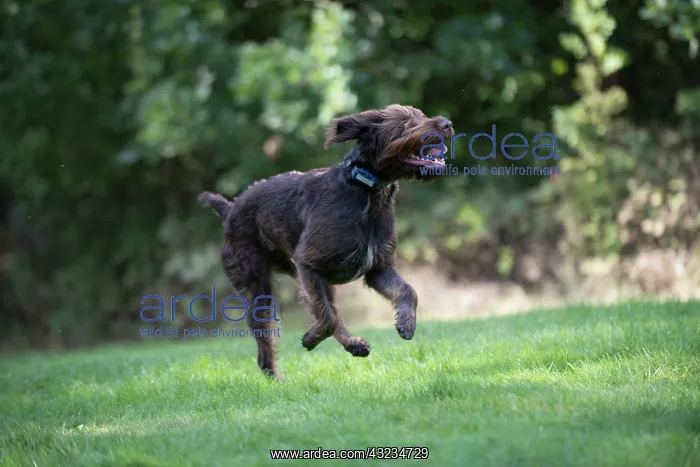  : Dog German Wire-haired Pointer running