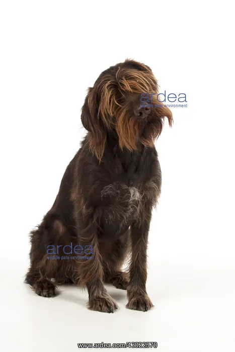  : Dog German Wire-haired Pointer on white in studio