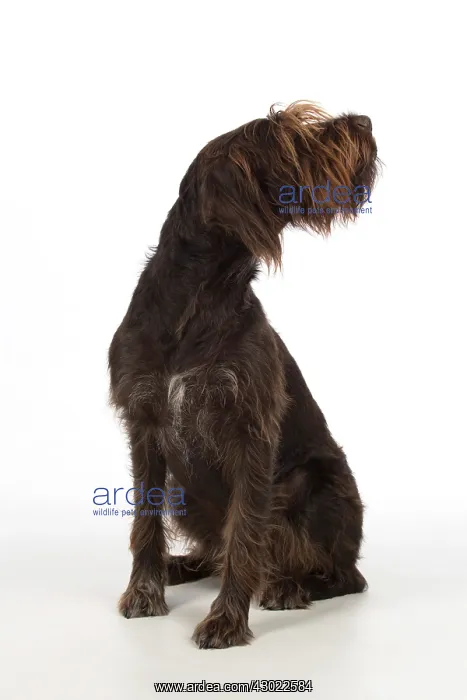  : Dog German Wire-haired Pointer on white in studio