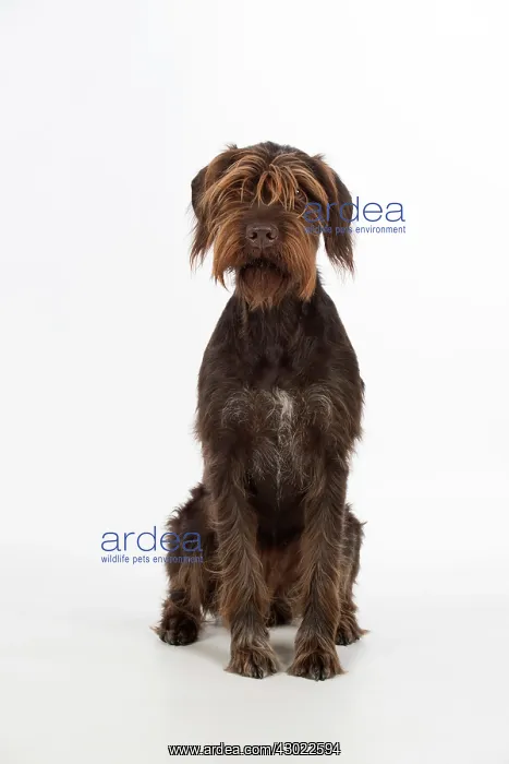  : Dog German Wire-haired Pointer on white in studio