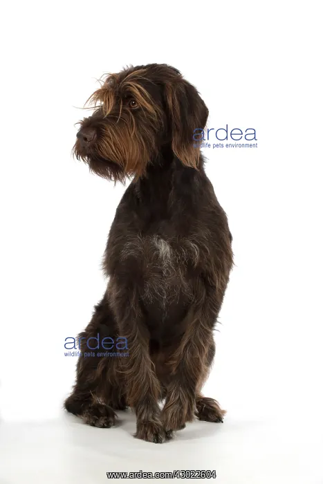  : Dog German Wire-haired Pointer on white in studio