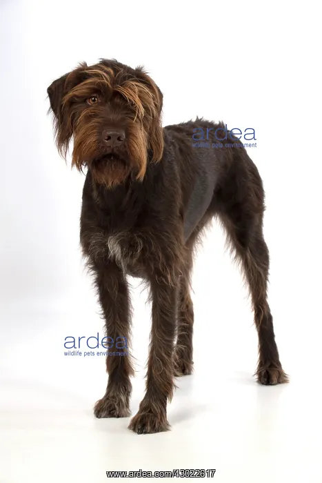  : Dog German Wire-haired Pointer on white in studio