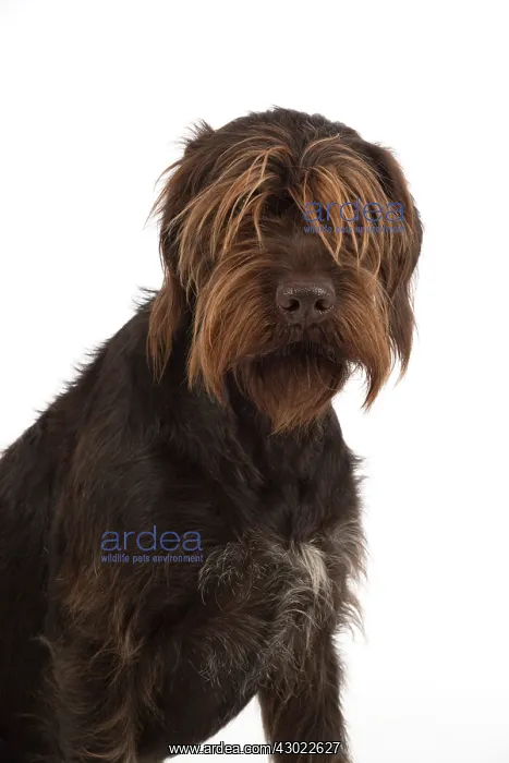  : Dog German Wire-haired Pointer on white in studio