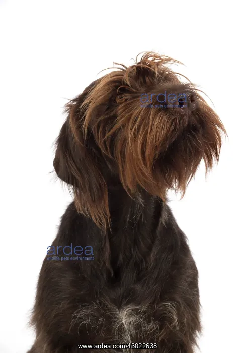  : Dog German Wire-haired Pointer on white in studio