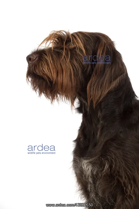  : Dog German Wire-haired Pointer on white in studio