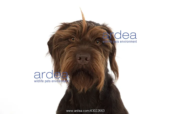  : Dog German Wire-haired Pointer on white in studio