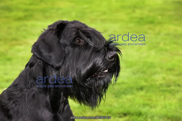  : Dog - Giant Schnauzer