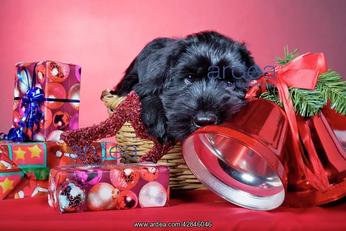 : Dog - Giant Schnauzer - In Christmas basket with presents : Dog - Giant Schnauzer - In Christmas basket with presents