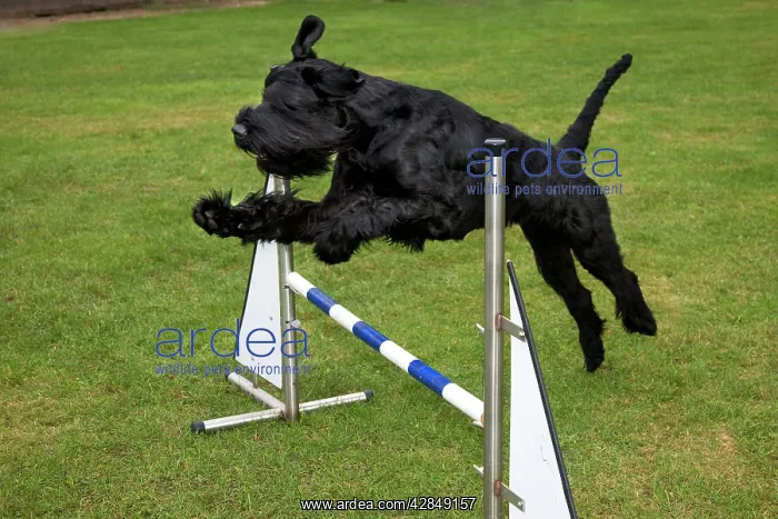 : Dog - Giant Schnauzer doing agility : Dog - Giant Schnauzer doing agility