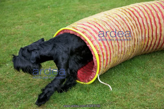  : Dog - Giant Schnauzer doing agility