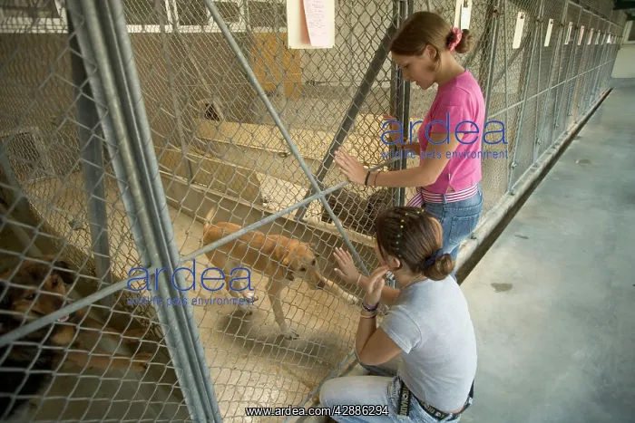 : Dog - two girls looking at Mongrel in rescue centre cage : Dog - two girls looking at Mongrel in rescue centre cage