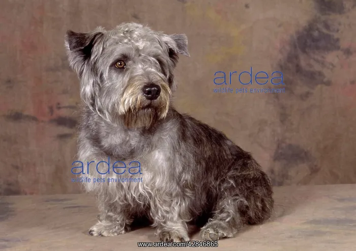 : Dog - Glen of Imaal Terrier Dog : Dog - Glen of Imaal Terrier Dog