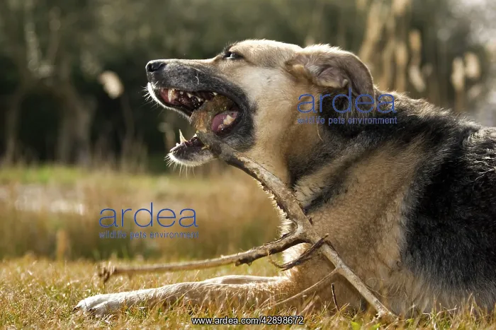  : Dog - gnawing a branch