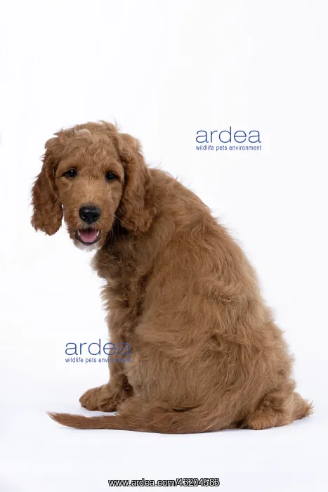 : DOG. Golden Doodle, golden retriever X poodle, p : DOG. Golden Doodle, golden retriever X poodle, p