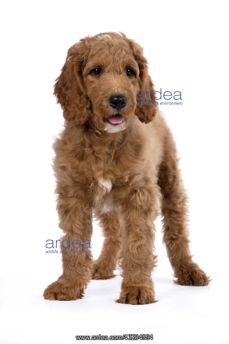: DOG. Golden Doodle, golden retriever X poodle, p : DOG. Golden Doodle, golden retriever X poodle, p