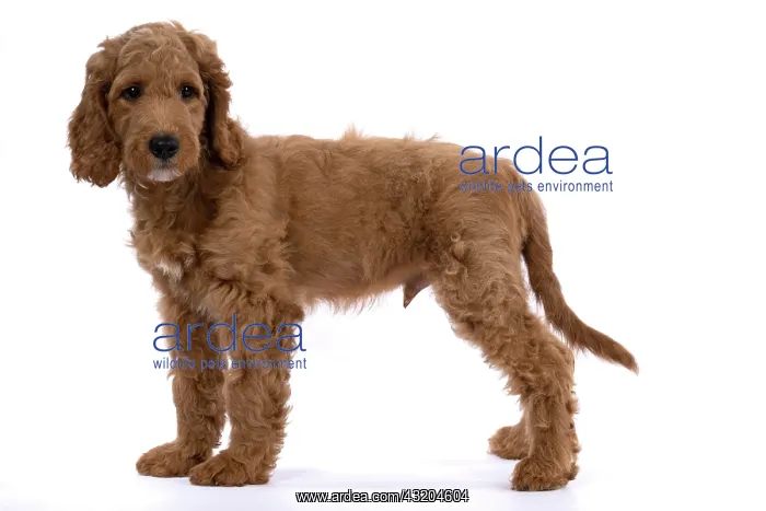 : DOG. Golden Doodle, golden retriever X poodle, p : DOG. Golden Doodle, golden retriever X poodle, p