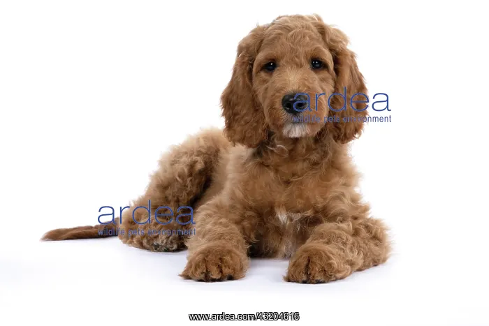 : DOG. Golden Doodle, golden retriever X poodle, p : DOG. Golden Doodle, golden retriever X poodle, p