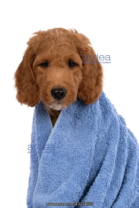 : DOG. Golden Doodle, golden retriever X poodle, p : DOG. Golden Doodle, golden retriever X poodle, p