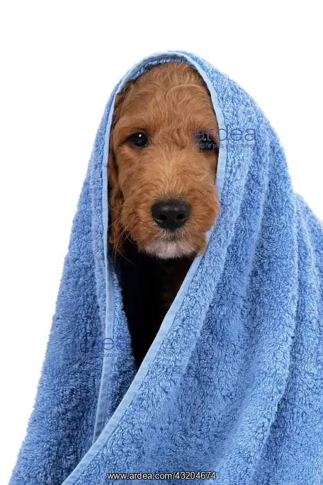 : DOG. Golden Doodle, golden retriever X poodle, p : DOG. Golden Doodle, golden retriever X poodle, p