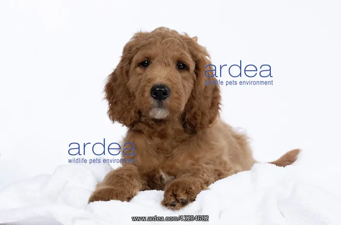: DOG. Golden Doodle, golden retriever X poodle, p : DOG. Golden Doodle, golden retriever X poodle, p
