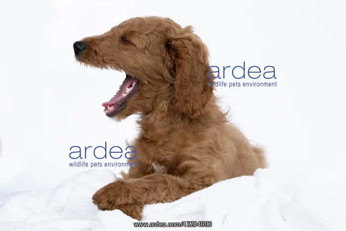 : DOG. Golden Doodle, golden retriever X poodle, p : DOG. Golden Doodle, golden retriever X poodle, p