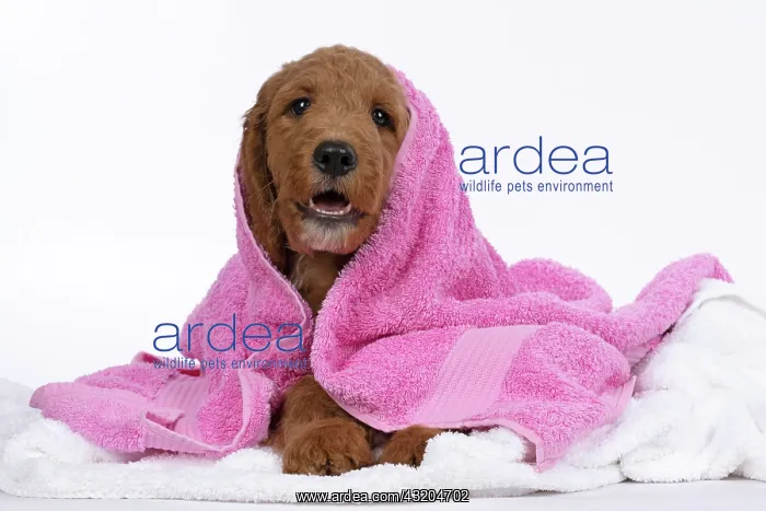 : DOG. Golden Doodle, golden retriever X poodle, p : DOG. Golden Doodle, golden retriever X poodle, p