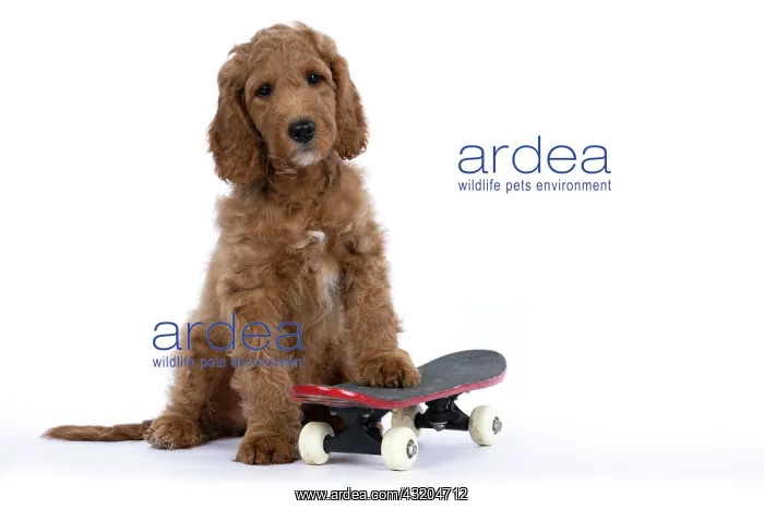 : DOG. Golden Doodle, golden retriever X poodle, p : DOG. Golden Doodle, golden retriever X poodle, p