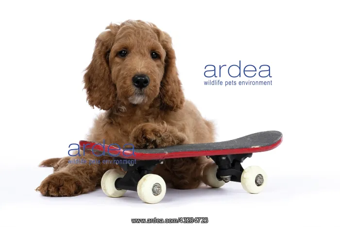 : DOG. Golden Doodle, golden retriever X poodle, p : DOG. Golden Doodle, golden retriever X poodle, p