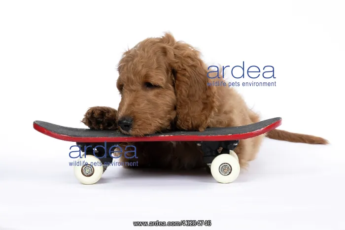 : DOG. Golden Doodle, golden retriever X poodle, p : DOG. Golden Doodle, golden retriever X poodle, p