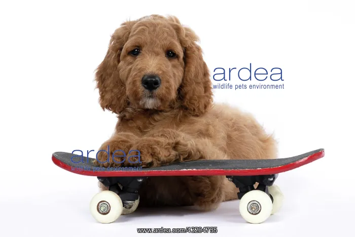  : DOG. Golden Doodle, golden retriever X poodle, p