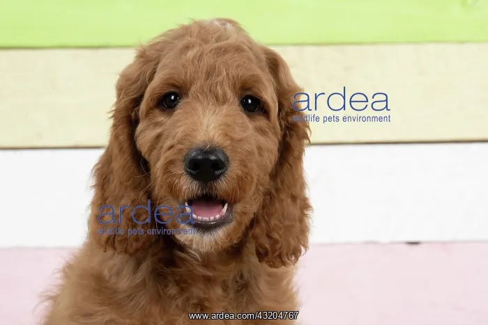 : DOG. Golden Doodle, golden retriever X poodle, p : DOG. Golden Doodle, golden retriever X poodle, p