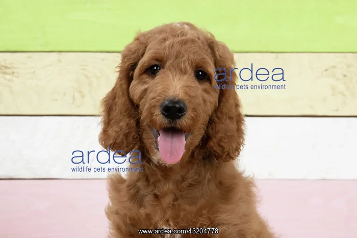 : DOG. Golden Doodle, golden retriever X poodle, p : DOG. Golden Doodle, golden retriever X poodle, p