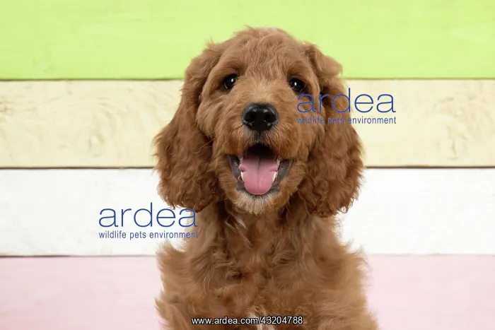  : DOG. Golden Doodle, golden retriever X poodle, p
