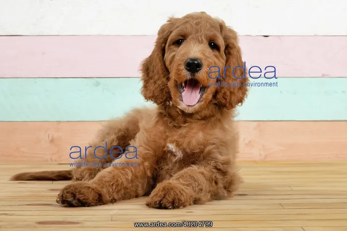 : DOG. Golden Doodle, golden retriever X poodle, p : DOG. Golden Doodle, golden retriever X poodle, p