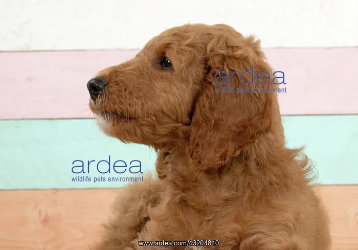 : DOG. Golden Doodle, golden retriever X poodle, p : DOG. Golden Doodle, golden retriever X poodle, p
