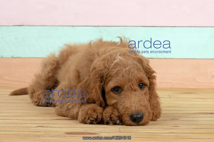 : DOG. Golden Doodle, golden retriever X poodle, p : DOG. Golden Doodle, golden retriever X poodle, p